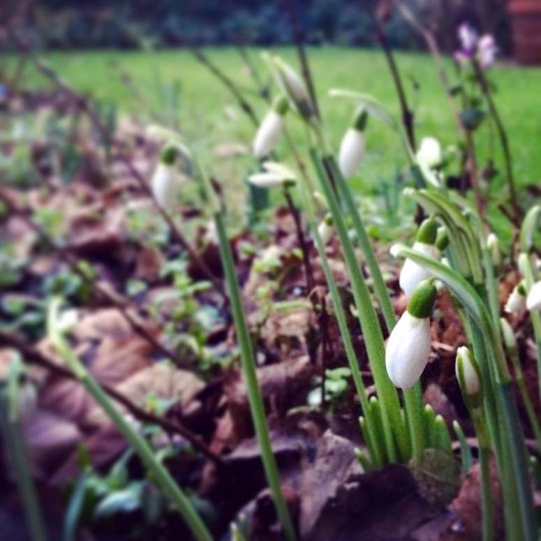 snowdrops